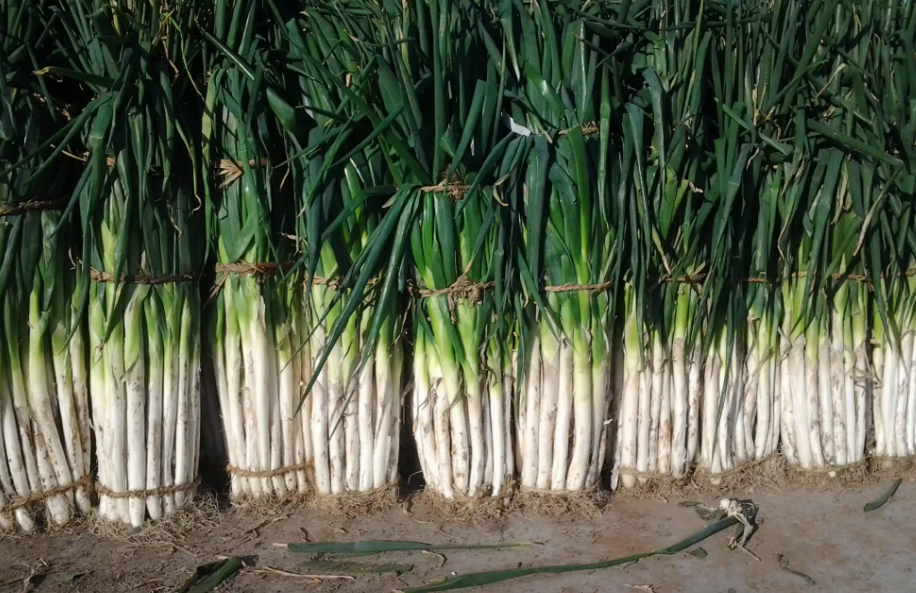 大蔥冷庫 大蔥冷庫