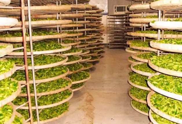 建造茶葉冷庫過程中需要注意哪些事項? 建造茶葉冷庫過程中需要注意哪些事項?
