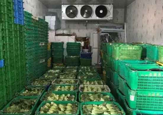 建一個(gè)50噸蔬菜保鮮冷庫要多少錢 建一個(gè)50噸蔬菜保鮮冷庫要多少錢
