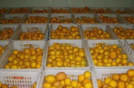 建一個30噸橙子氣調保鮮庫造價多少錢 建一個30噸橙子氣調保鮮庫造價多少錢