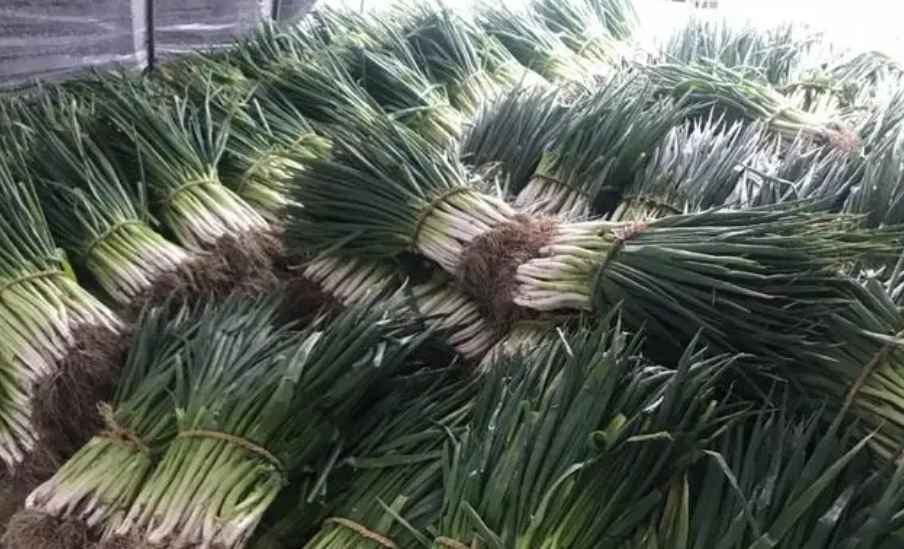 大蔥在冷庫能儲藏多長時間 大蔥在冷庫能儲藏多長時間