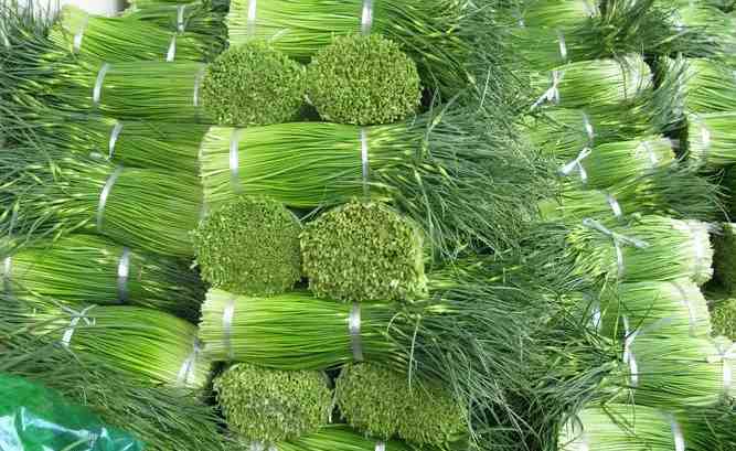 建150平米蒜苗保鮮冷庫需要多少錢 建150平米蒜苗保鮮冷庫需要多少錢