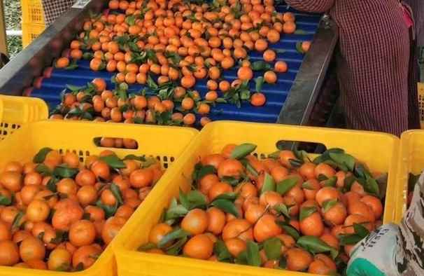 建造沃柑冷庫需要投資多少費用 建造沃柑冷庫需要投資多少費用