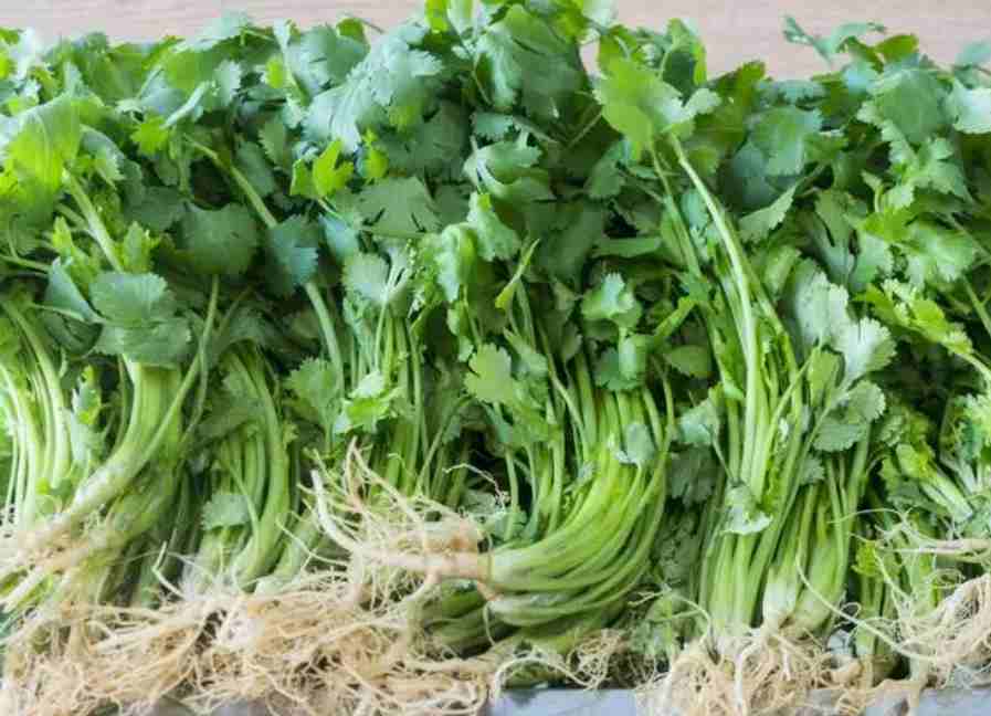 香菜冷庫大量儲存方法技巧 香菜冷庫大量儲存方法技巧