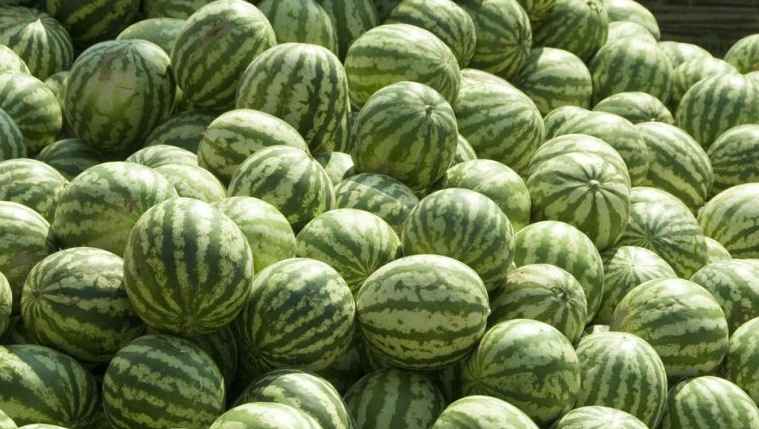 西瓜冷庫(kù)存儲(chǔ)時(shí)間和溫度 西瓜冷庫(kù)存儲(chǔ)時(shí)間和溫度