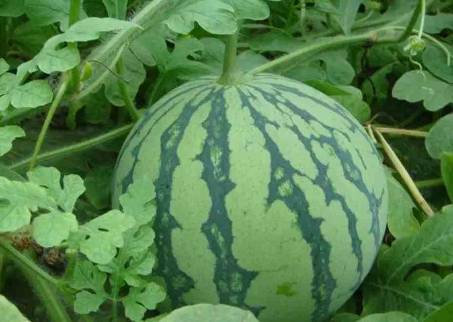 西瓜冷庫(kù)存儲(chǔ)時(shí)間和溫度 西瓜冷庫(kù)存儲(chǔ)時(shí)間和溫度