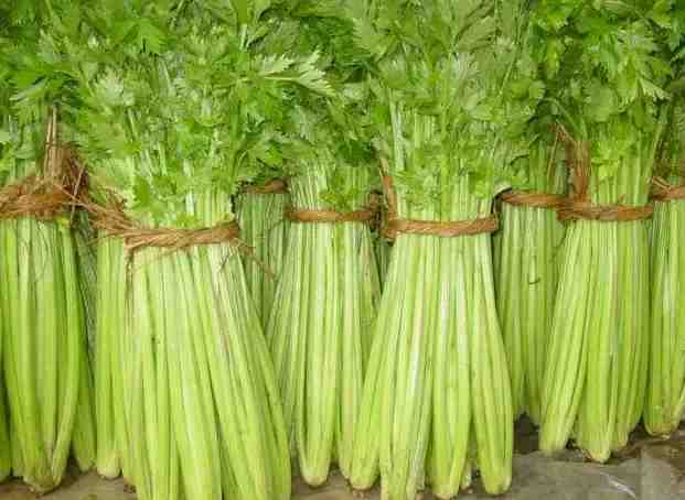 1000立方蔬菜保鮮庫造價多少錢 1000立方蔬菜保鮮庫造價多少錢