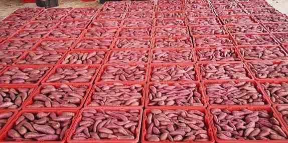 建造地瓜保鮮冷庫(kù)需要多少錢(qián) 建造地瓜保鮮冷庫(kù)需要多少錢(qián)