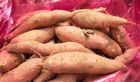 紅薯保鮮庫的建造大概需要多少錢 紅薯保鮮庫的建造大概需要多少錢