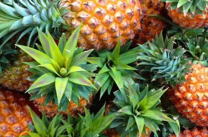 安裝菠蘿氣調冷庫多少錢 安裝菠蘿氣調冷庫多少錢