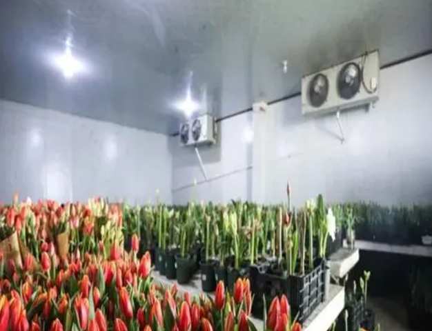 建一個15平的鮮花冷庫要多少錢 建一個15平的鮮花冷庫要多少錢