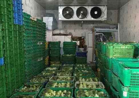 青菜在保鮮庫能保存多久 青菜在保鮮庫能保存多久