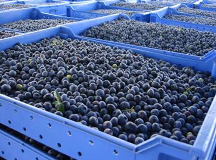 建造一個100平方藍莓保鮮冷庫要多少錢 建造一個100平方藍莓保鮮冷庫要多少錢