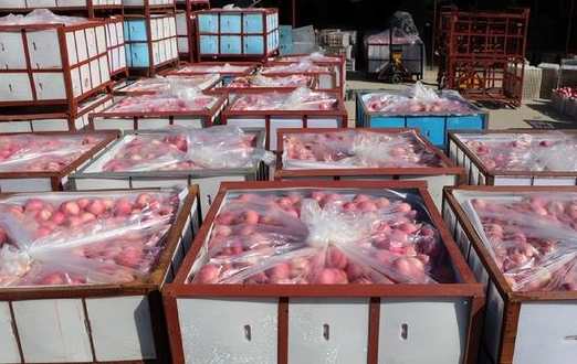 蘋果冷庫儲存方法及溫度是多少 蘋果冷庫儲存方法及溫度是多少