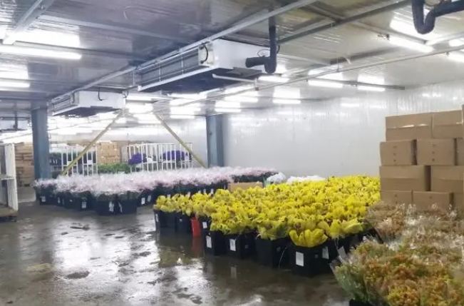 建造鮮花冷庫多少錢一平方 建造鮮花冷庫多少錢一平方