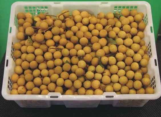 安裝一個500平米龍眼冷庫需多少錢 安裝一個500平米龍眼冷庫需多少錢