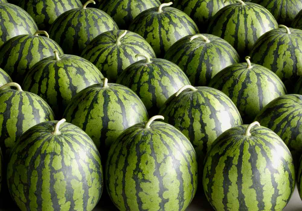 建設(shè)5000平米西瓜保鮮庫(kù)要多少錢 建設(shè)5000平米西瓜保鮮庫(kù)要多少錢