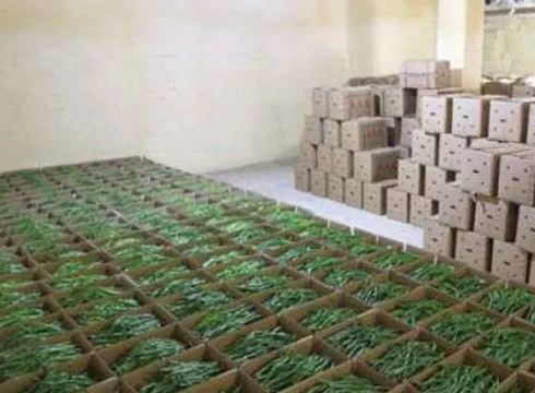 建一個500立方的青椒冷庫需要多少錢 建一個500立方的青椒冷庫需要多少錢