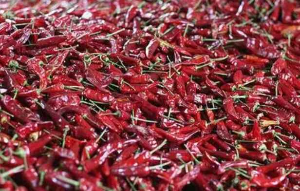 朝天椒冷庫儲存保鮮技術 朝天椒冷庫儲存保鮮技術