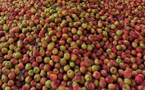 桃子冷庫的建造費用是多少錢 桃子冷庫的建造費用是多少錢