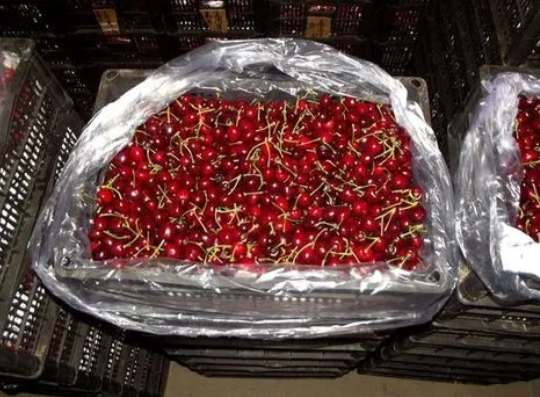 櫻桃在保鮮庫可以存放多久 櫻桃在保鮮庫可以存放多久