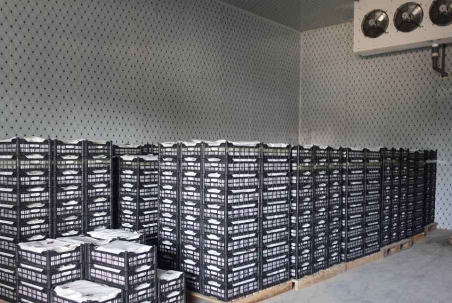 葡萄冷庫保鮮溫度是多少度 葡萄冷庫保鮮溫度是多少度